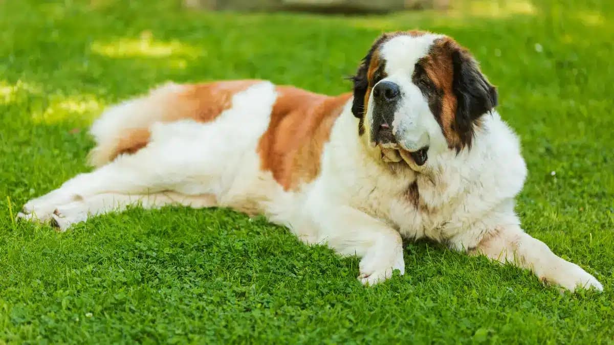 As Melhores Raças de Cachorro Grande