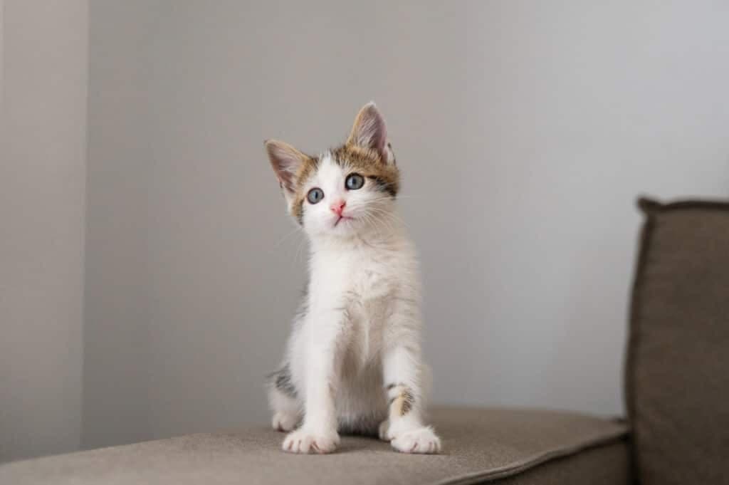 Seu gato vai te agradecer! Descubra 4 segredos para uma vida feliz em casa